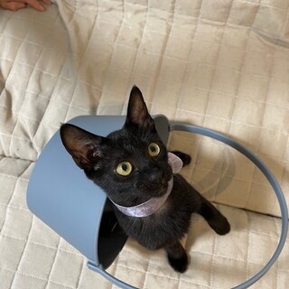 【9/28⭐️泉大津 譲渡会】参加猫パープルちゃん