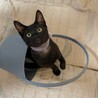 【9/28⭐️泉大津 譲渡会】参加猫パープルちゃん サムネイル2