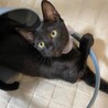 【9/28⭐️泉大津 譲渡会】参加猫パープルちゃん サムネイル3