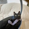 【9/28⭐️泉大津 譲渡会】参加猫パープルちゃん サムネイル4