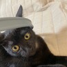 【9/28⭐️泉大津 譲渡会】参加猫パープルちゃん サムネイル5