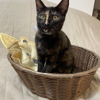 【9/28⭐️泉大津 譲渡会】参加猫ブルーちゃん