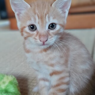 生まれて1ヶ月の元気な子猫です！