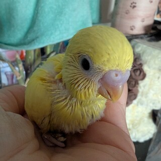 雌八カ月 雛２匹