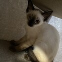 里親募集