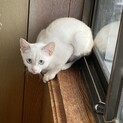 里親募集