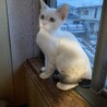 里親募集 サムネイル2