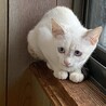 里親募集 サムネイル3