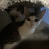 里親募集 サムネイル2