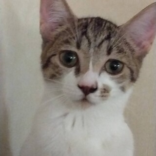 壁の中から助かったシューたちゃん里親さん募集