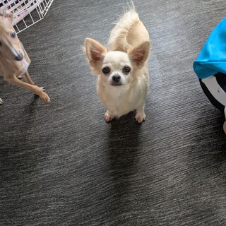 チワワ　女の子♀　ななちゃん　3歳