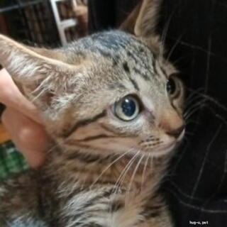 黒茶クラシックタビー模様キジ一2カ月男の子