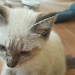 シャムミックス 青目仲良し兄弟 甘えん坊2カ月半