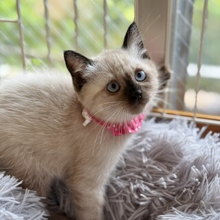 丸顔が可愛い♡フワフワな女の子（一時停止）