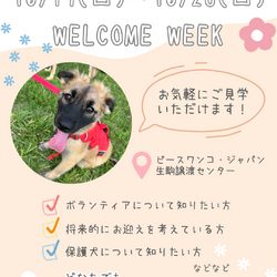 保護犬セミナー（生駒譲渡センター）