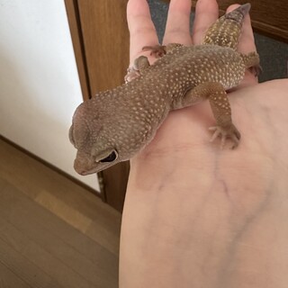 レオパの里親募集　目の疾患有り