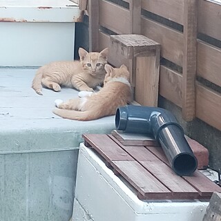 可愛がって大切に育てて頂ける方