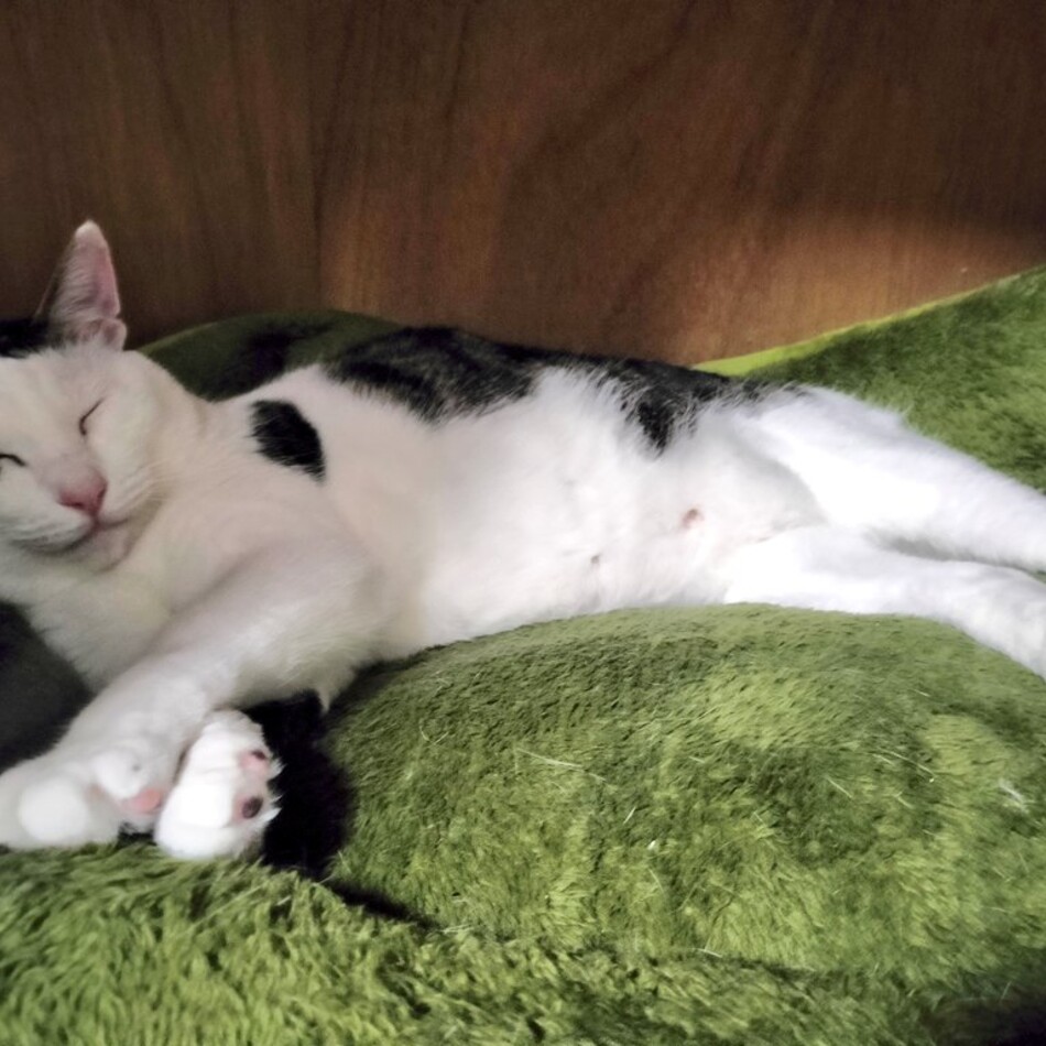 ぽんじりのカバー写真