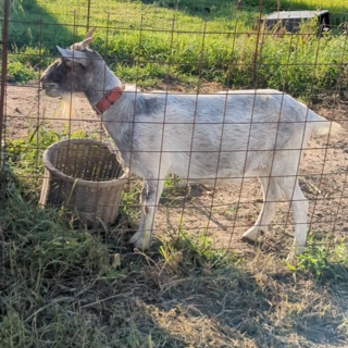 ヤギの里親募集　2歳半メス　