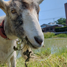 ヤギの里親募集　2歳半メス　 サムネイル2