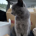 賢く穏やかなグレーの男の子