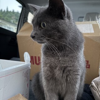 賢く穏やかなグレーの男の子