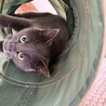 賢く穏やかなグレーの男の子 サムネイル2