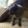 賢く穏やかなグレーの男の子 サムネイル3