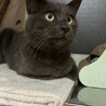 賢く穏やかなグレーの男の子 サムネイル4