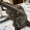 賢く穏やかなグレーの男の子 サムネイル5