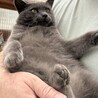 賢く穏やかなグレーの男の子 サムネイル6