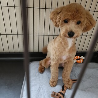 募集終了しました