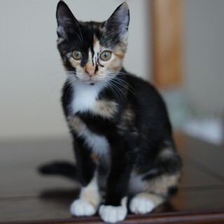 ひとが大好き甘えん坊♡