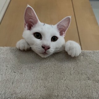 あお、男の子、5ヶ月