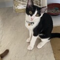 りんご猫むすびちゃんにずっとのおうちを！