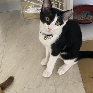 りんご猫むすびちゃんにずっとのおうちを！