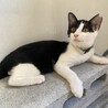 りんご猫むすびちゃんにずっとのおうちを！ サムネイル2