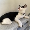 りんご猫むすびちゃんにずっとのおうちを！ サムネイル3
