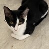 りんご猫むすびちゃんにずっとのおうちを！ サムネイル4