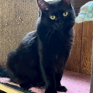 とっても人馴れ抜群のキットちゃん