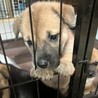 ミルクから育ててきた子です サムネイル2