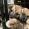 ミルクから育ててきた子です サムネイル3