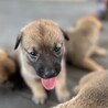 ミルクから育ててきた子です サムネイル4