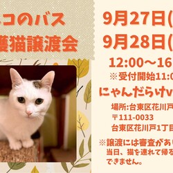 保護猫譲渡会@にゃんだらけvol.19