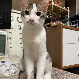 子猫の里親さん募集
