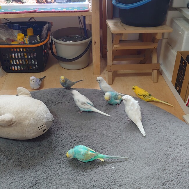 mac6375のカバー写真