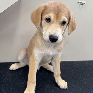 生後2ヶ月「25年7月生まれ」　明るく元気な男のコ