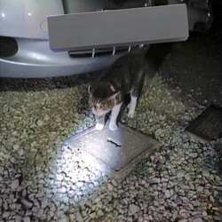 「ブーちゃんとの思い出」サムネイル1