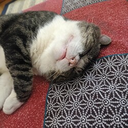 「ブーちゃんとの思い出」サムネイル2