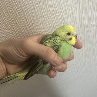 インコのひな2羽
